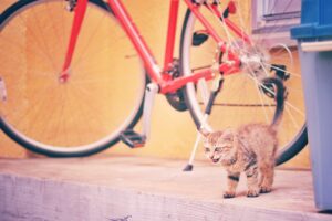 赤い自転車と猫